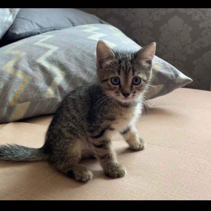 Отдам котят бесплатно Отдам котят бесплатно