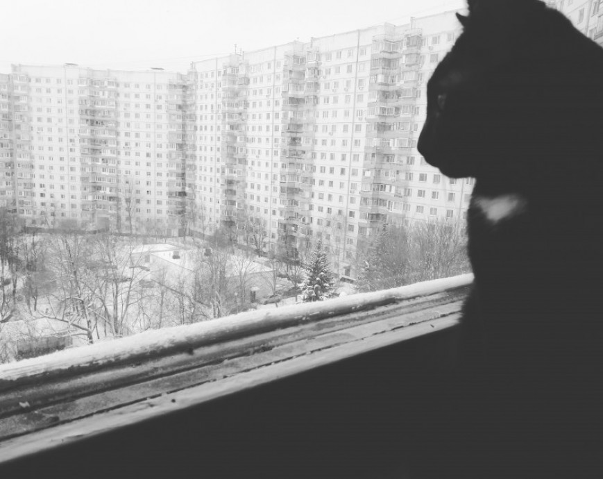 Как понять, что у вашего кота стресс? Пять признаков