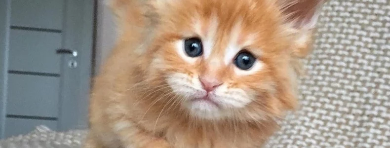 Какой красавчик