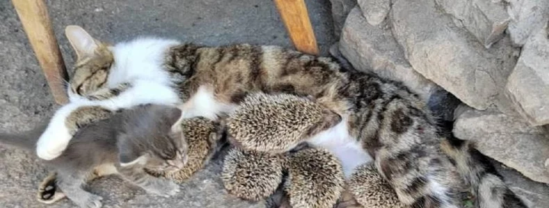 Кошка стала мамой для пятерых ежат - сирот