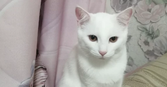 Потерялся кот